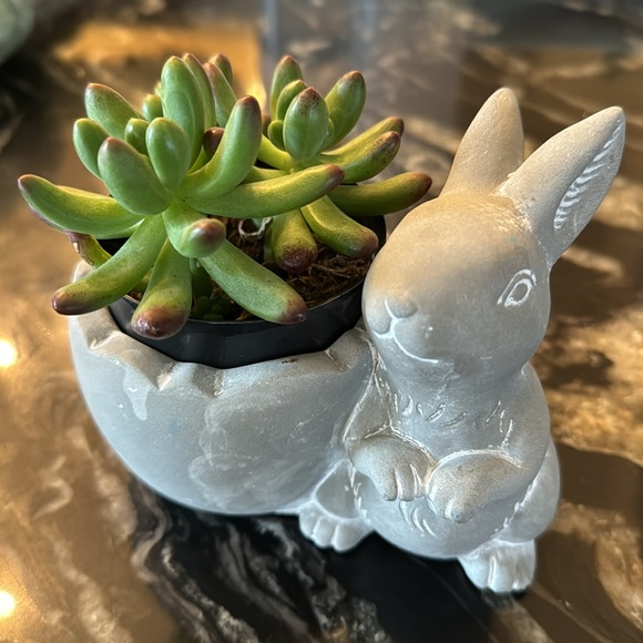 2 inch bunny rabbit cement planter - Picture 1 of 11